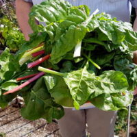 Garten im August – prächtiger Mangold