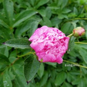 rosa Pfingstrosenblüte nach dem Regen