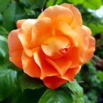 Aprikotfarbene Rose in voller Blüte