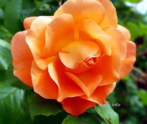 Aprikotfarbene Rose in voller Blüte
