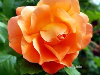 voll aufgeblühte aprikosenfarbene Rose