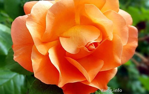 voll aufgeblühte aprikosenfarbene Rose