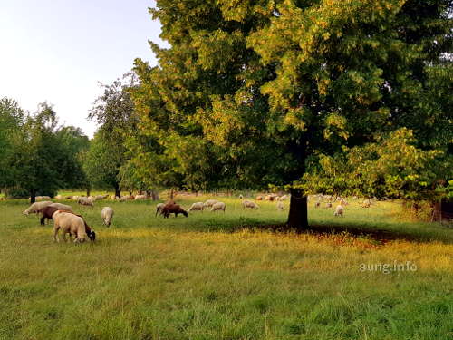 Schafherde auf der Weide