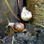 2 Schnecken mit Schneckenhaus