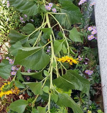 Sonnenblumen knicken in die Sommerastern