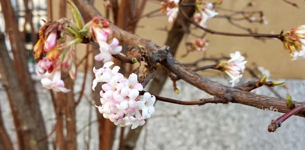Winterschneeball, Blüte in zartrosa